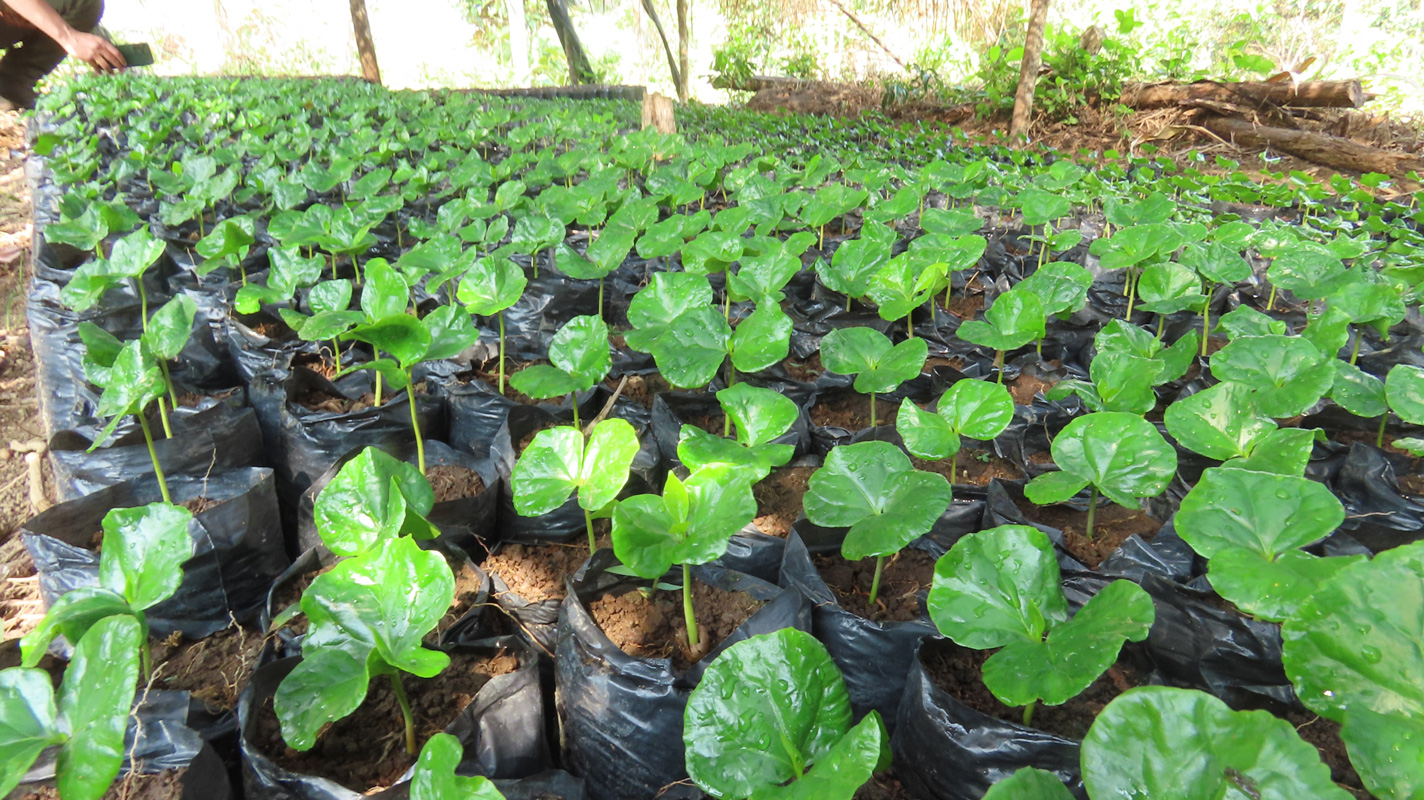 Finca-demostrativa3 Finca-demostrativa3