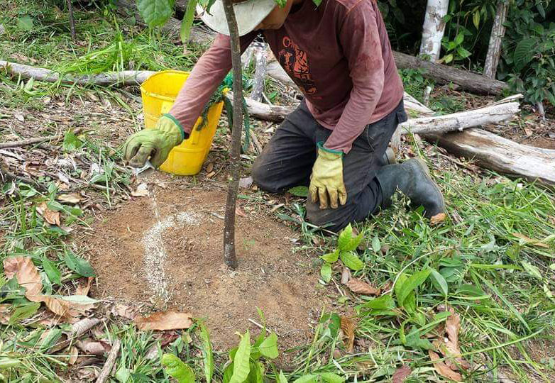 Mejoramiento de las plántulas de cacao con la Federación Nacional de Cacaoteros.